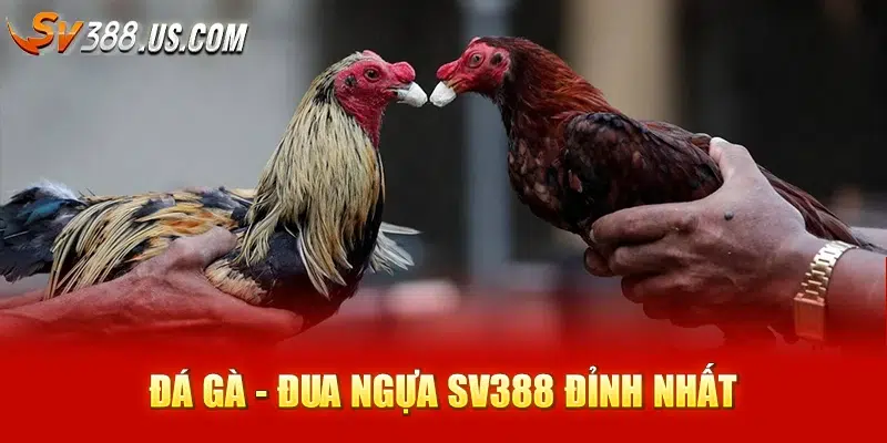 Sv388 🎖️ Đá Gà Trực Tuyến Hot Tháng 6/2025 Đá gà - Đua ngựa SV388 đỉnh nhất
